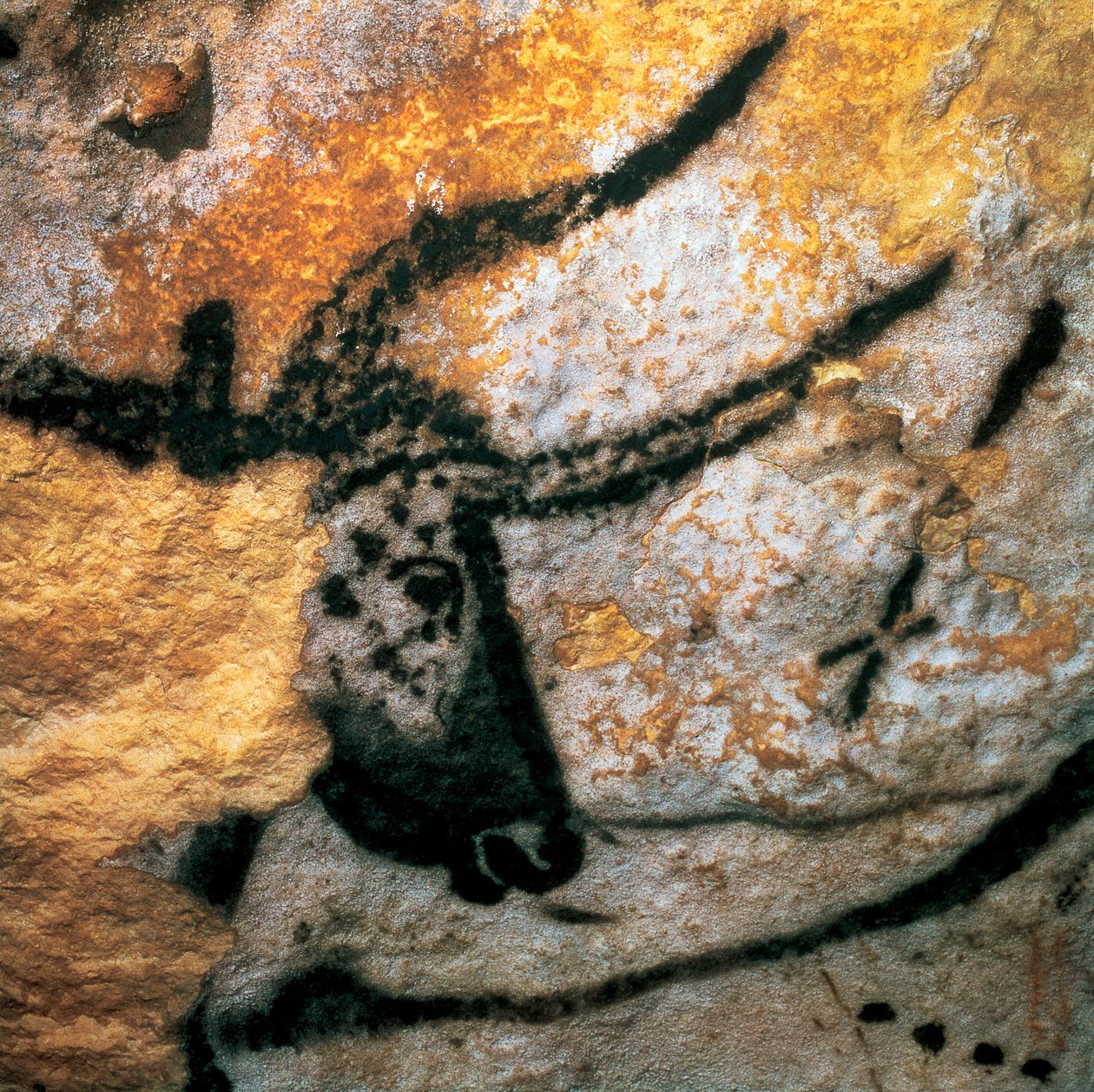 Malowidło ścienne przedstawiające tura (wymarły byk), Sala Byków, jaskinia Lascaux, Montignac, Dordogne, Francja, okres paleolitu magdaleńskiego (obraz) autorstwa Prehistoric Prehistoric