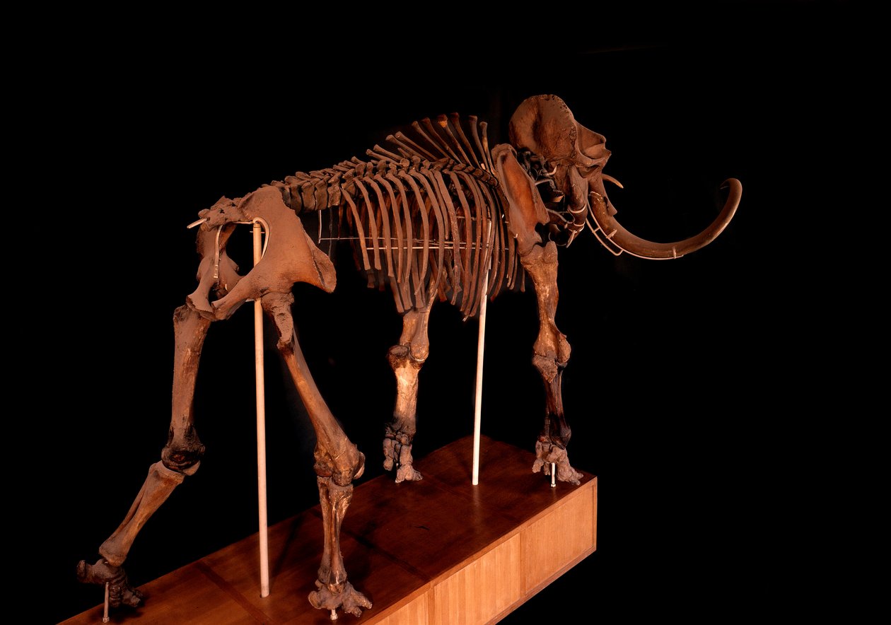 Prehistoria, dinozaur: szkielet mamuta, Paryż, muzeum historii naturalnej autorstwa Prehistoric Prehistoric