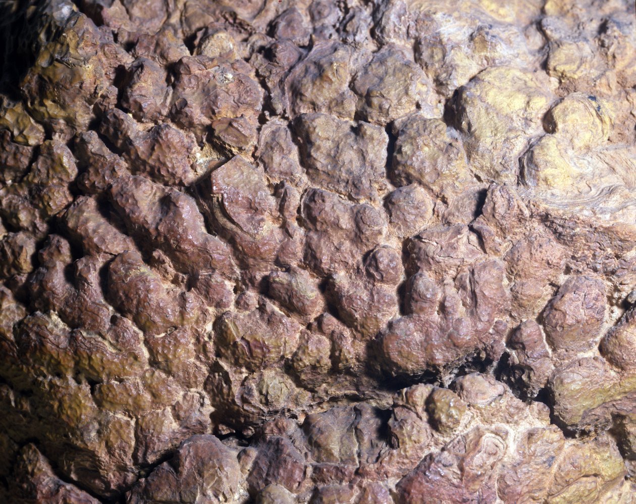 Prehistoria: Collenia skała stromatolitu lub stromatolitu z Afryki Północnej. Okres syluru. autorstwa Prehistoric Prehistoric