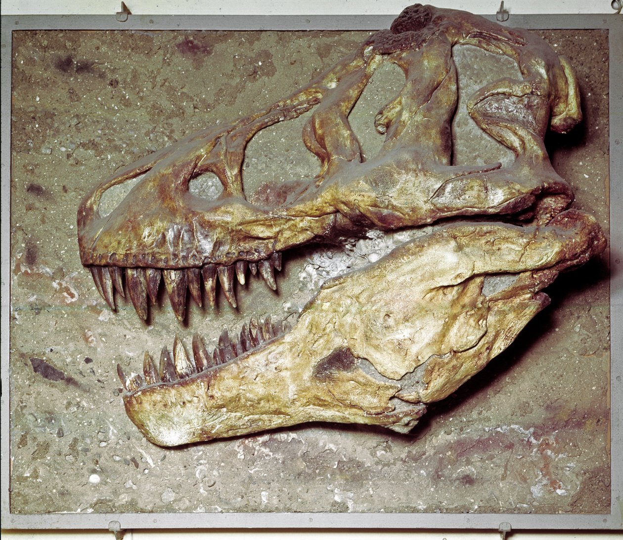 Prehistoria: Czaszka dinozaura Tyrannosaurus rex (T Rex lub tyranozaur). Okres kredy. Museo civico di storia naturale, Mediolan autorstwa Prehistoric Prehistoric
