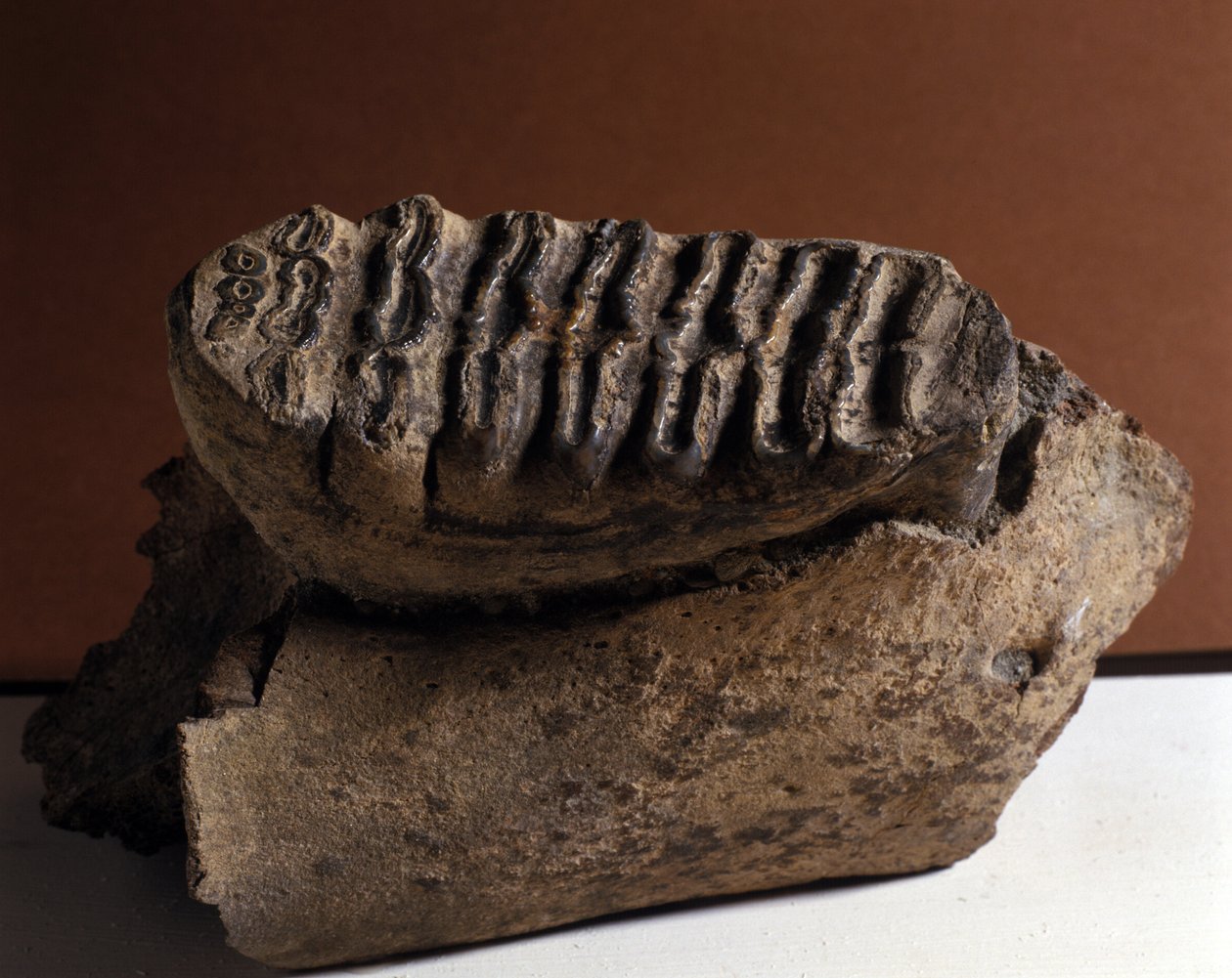 Prehistoria: Ząb Elephasa, ogromny słoń. Wiek kenozoiku, okres pliocenu. ponownie zjednoczeni w Manndorf, Austria autorstwa Prehistoric Prehistoric