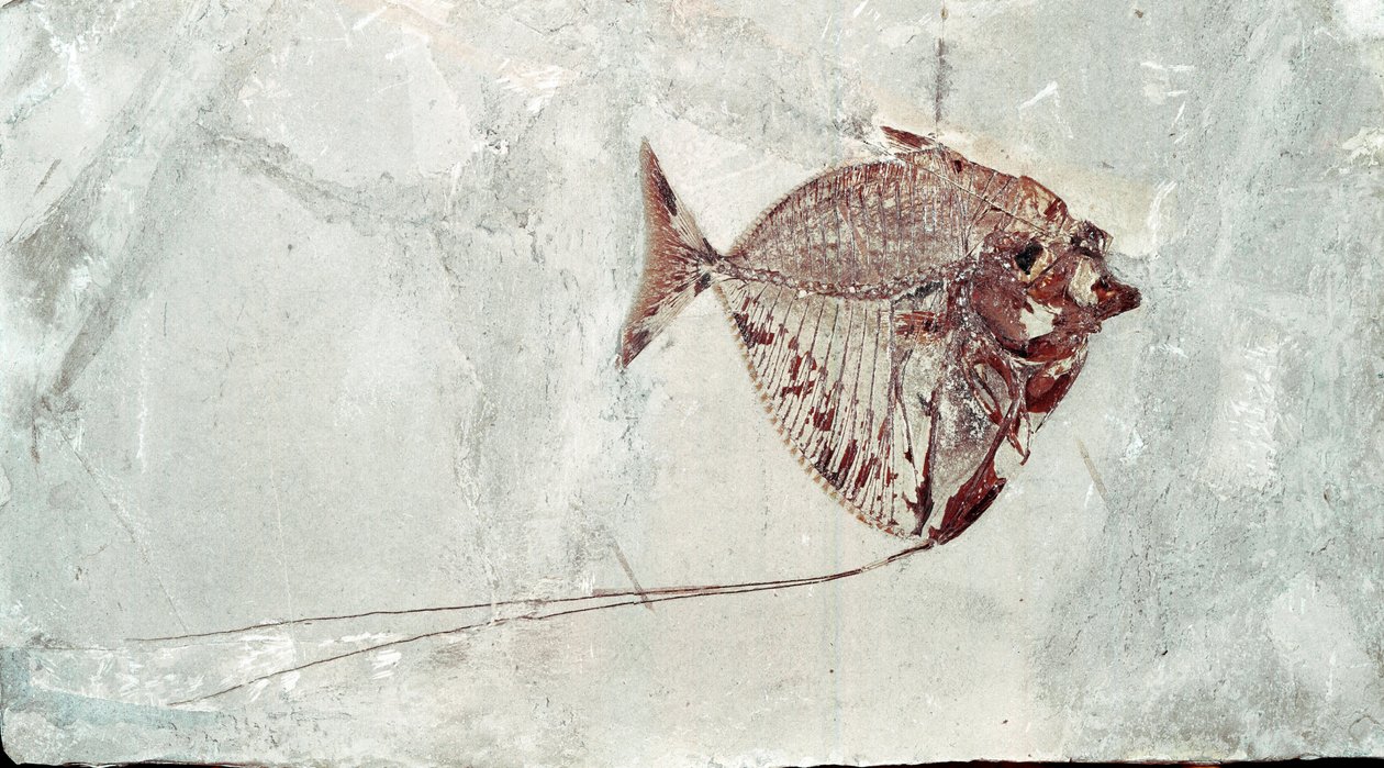 Prehistoria: skamielina ryby Mene Rhombea ze stanowiska Mount Bolca (Włochy). Okres eocenu. Museo civico di storia naturale, Mediolan autorstwa Prehistoric Prehistoric