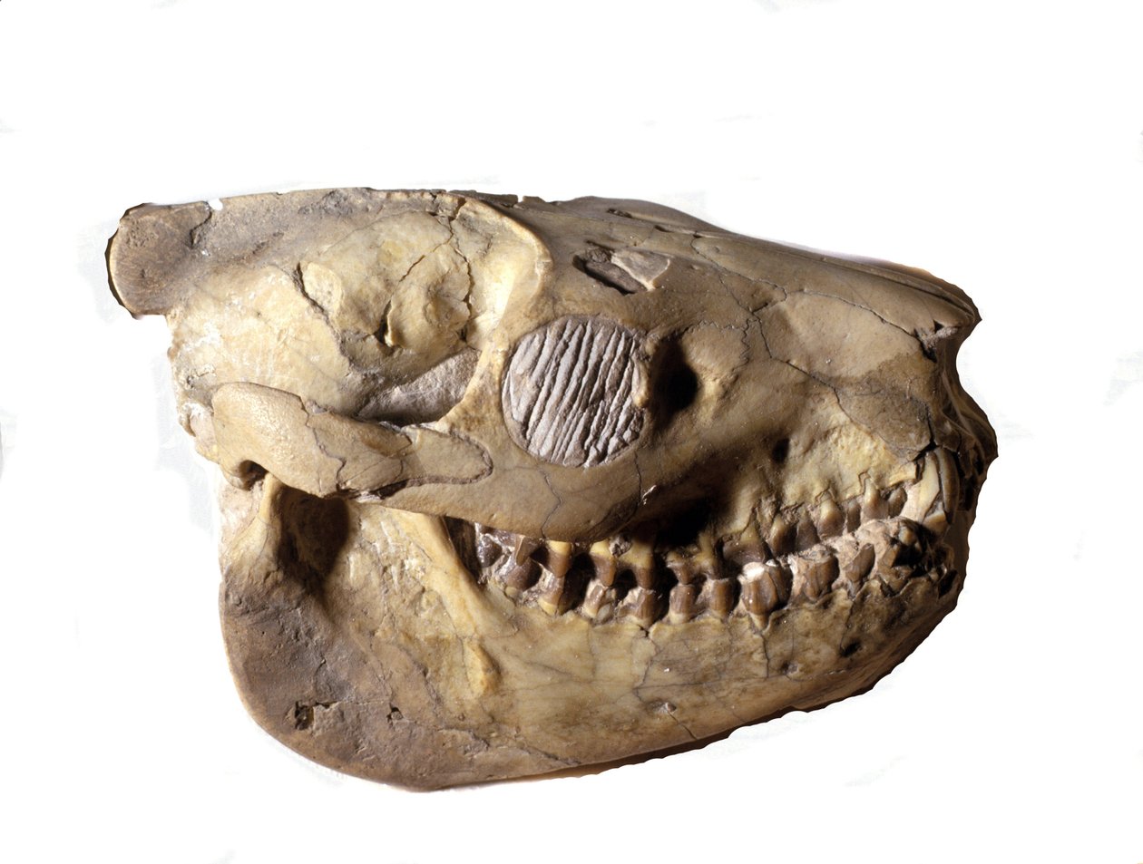 Prehistoria: czaszka Oreodon (lub Merycoidodon), dinozaur. Era kenozoiczna, okres oligocenu. znaleziony w Południowej Dakocie w Stanach Zjednoczonych. autorstwa Prehistoric Prehistoric