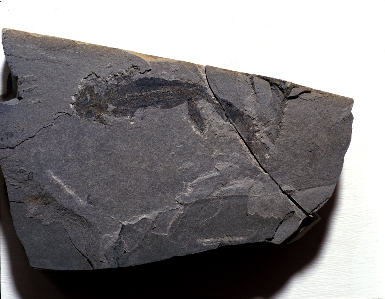 Prehistoria: okres permski, epoka paleozoiczna. Skamieniałość gałęziozaura (Brahiopode). Znajdź w Rotliegen w Niemczech autorstwa Prehistoric Prehistoric