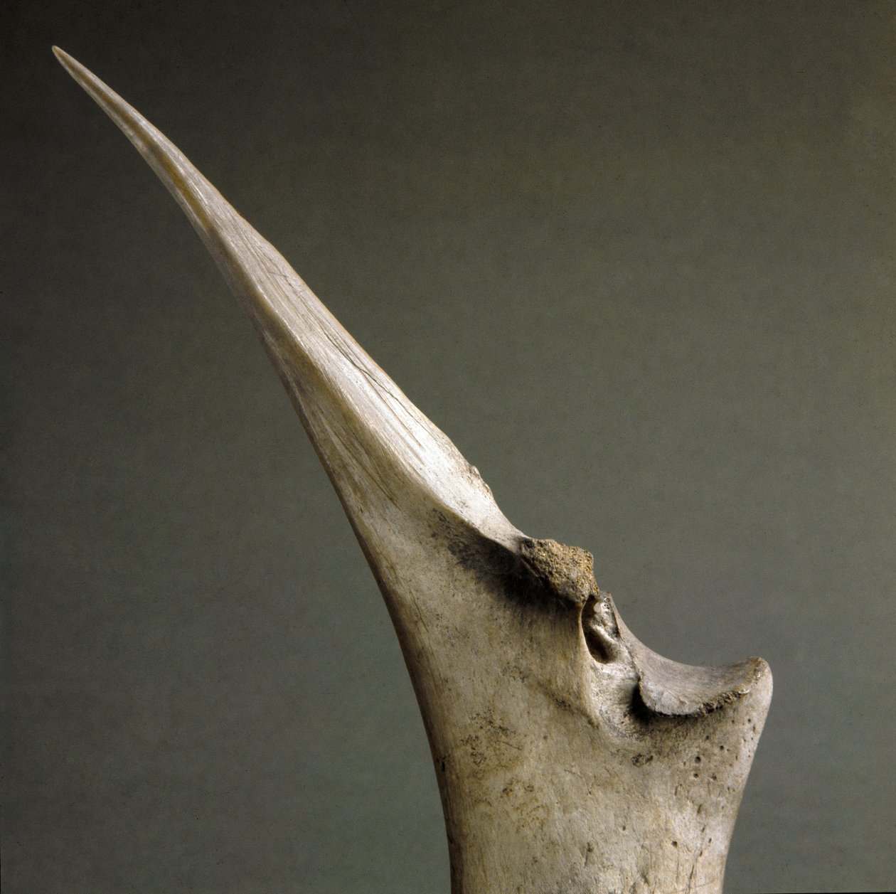 Prehistoria, kultura Polada: czubek kości z Polada Tourbiere, Lonato. Epoka brązu. Rzym, Narodowe Muzeum Etnografii Prehistorycznej Luigi Pigorini autorstwa Prehistoric Prehistoric