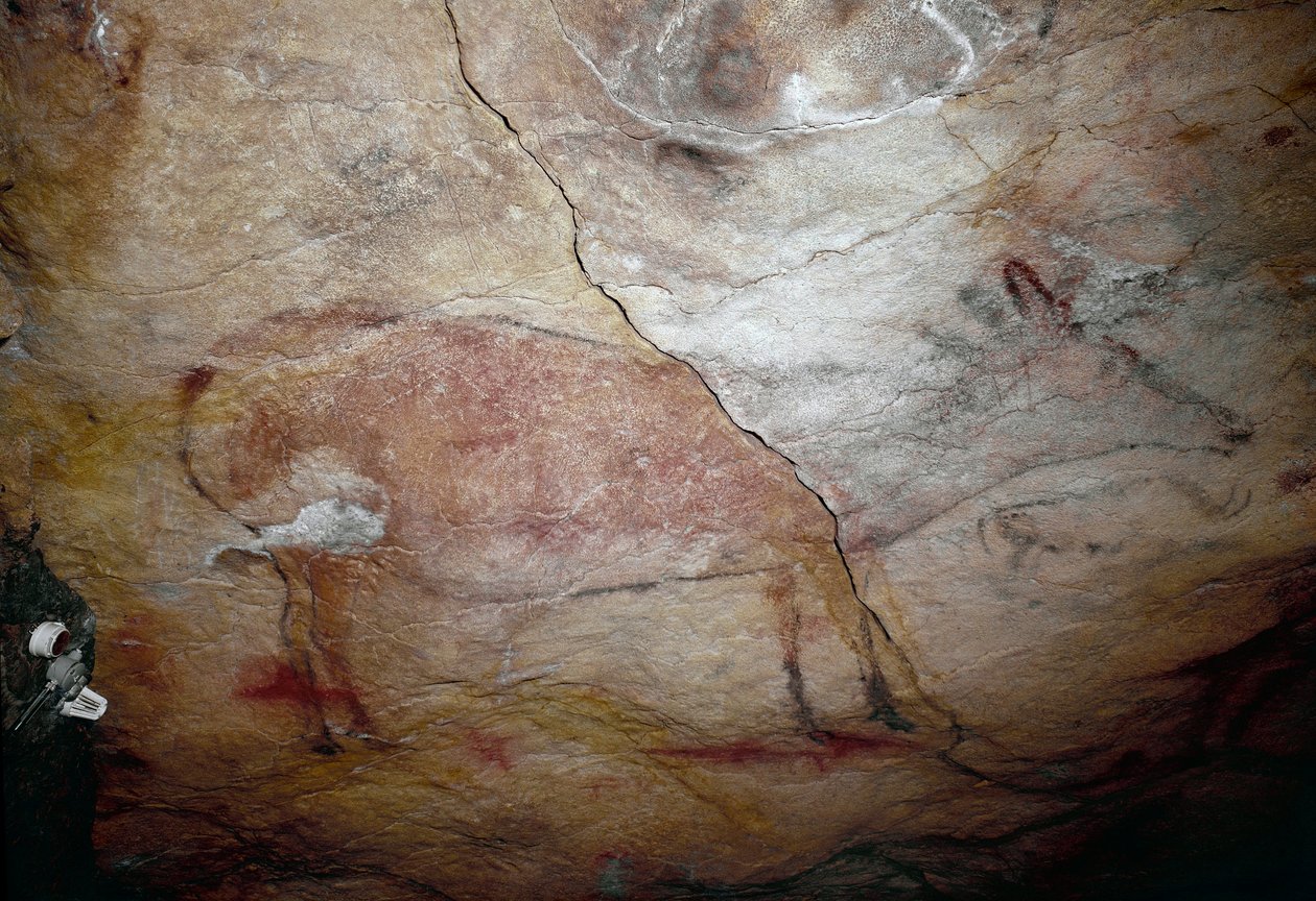 Prehistoria: „Jeleń”” malowidło naskalne z górnego paleolitu (magdalen) (między 16500 a 14000 lat temu) Jaskinia z epoki kamienia w Altamira, Santander, Hiszpania autorstwa Prehistoric Prehistoric