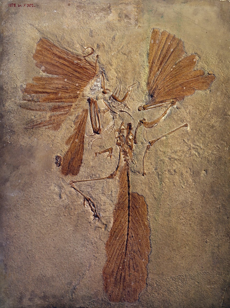 Prehistoryczne: skamielina archeopteryksa, prehistoryczne zwierzę z rodziny ptaków. Paryż, Muzeum Historii Naturalnej autorstwa Prehistoric Prehistoric