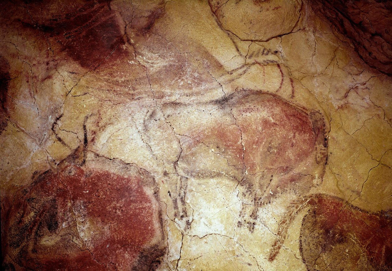 Prehistoria: „” żubr w spoczynku”” malowidło naskalne górnego paleolitu (magdalen) (między 16500 a 14000 lat temu) Jaskinia żubrów z epoki kamienia, Altamira, Santander, Hiszpania autorstwa Prehistoric Prehistoric