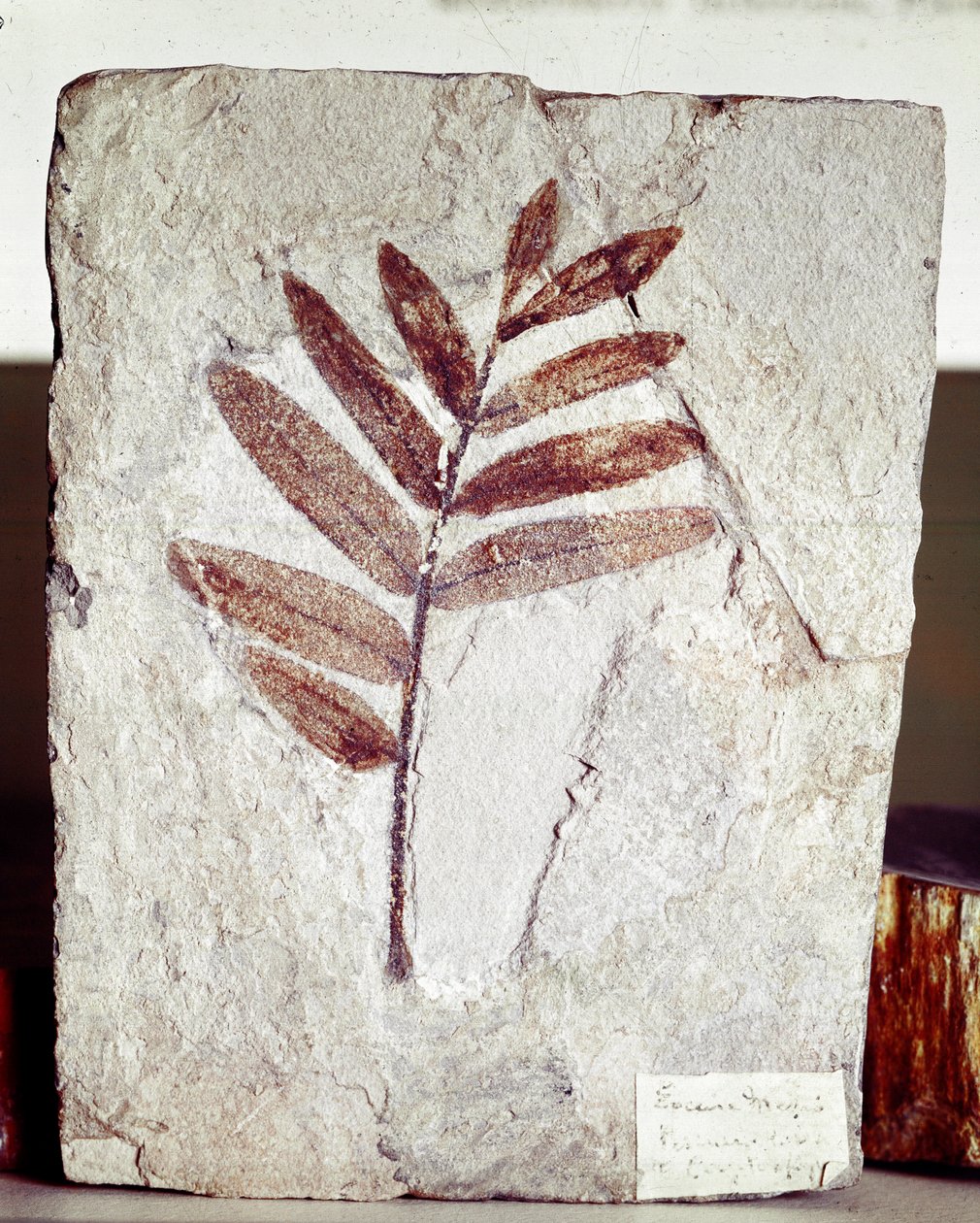 Prehistoria: skamieniałość gałęzi w wapieniu ze stanowiska góry Bolca (Włochy). Okres eocenu. Museo civico di storia naturale, Mediolan autorstwa Prehistoric Prehistoric