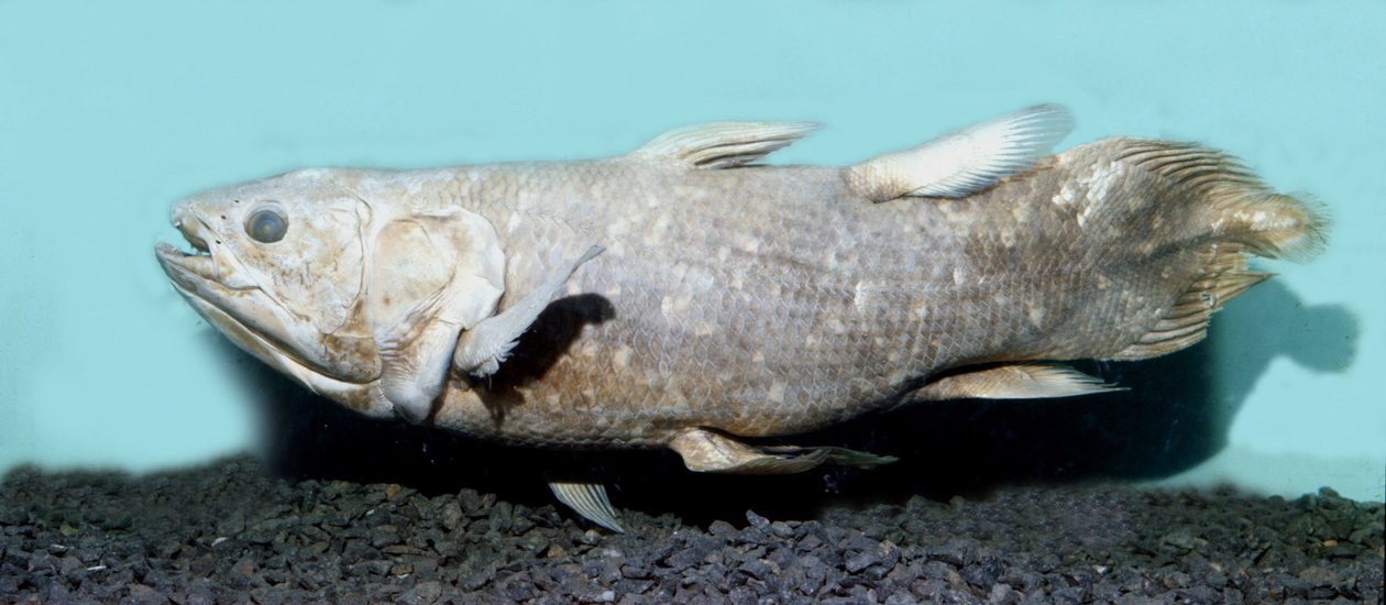 Prehistoria: kopia coelacanthe empaille (Latimeria chalumnae). autorstwa Prehistoric Prehistoric