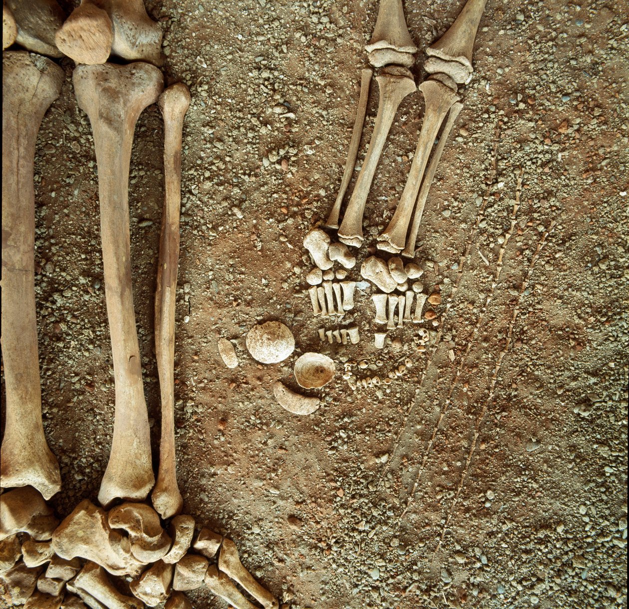 Prehistoria: podwójny grobowiec dorosłych i dzieci. Szczegółowy widok spodni pogrzebowej, u stóp dziecka, trzy ogony wiewiórki, muszle i kamienie ze szczerej jaskini Arene (Finale Ligure), Liguria. Mezolitu, 7000-6000 pne. Geny, muzeum arch autorstwa Prehistoric Prehistoric