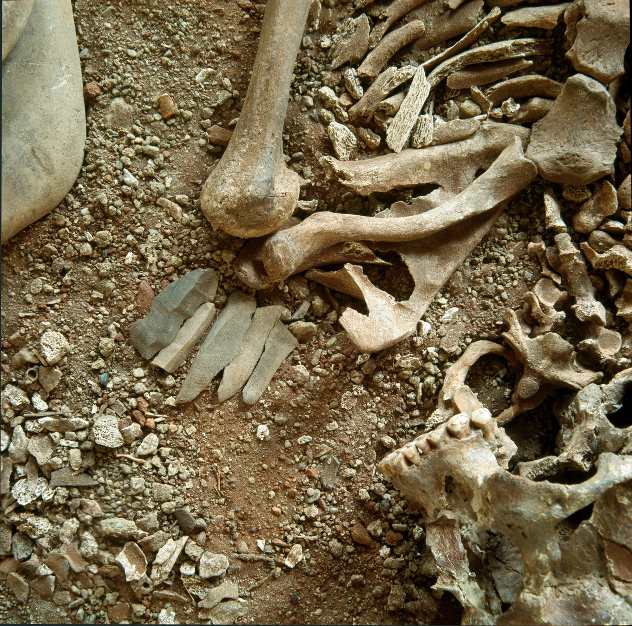 Prehistoria: podwójny grobowiec dorosłych i dzieci. Szczegółowy widok pogrzebowej trousseau z jaskini Candid Arene (Finale Liguria), Liguria. Mezolitu, 7000-6000 pne. Geny, museo di archeologia ligure autorstwa Prehistoric Prehistoric