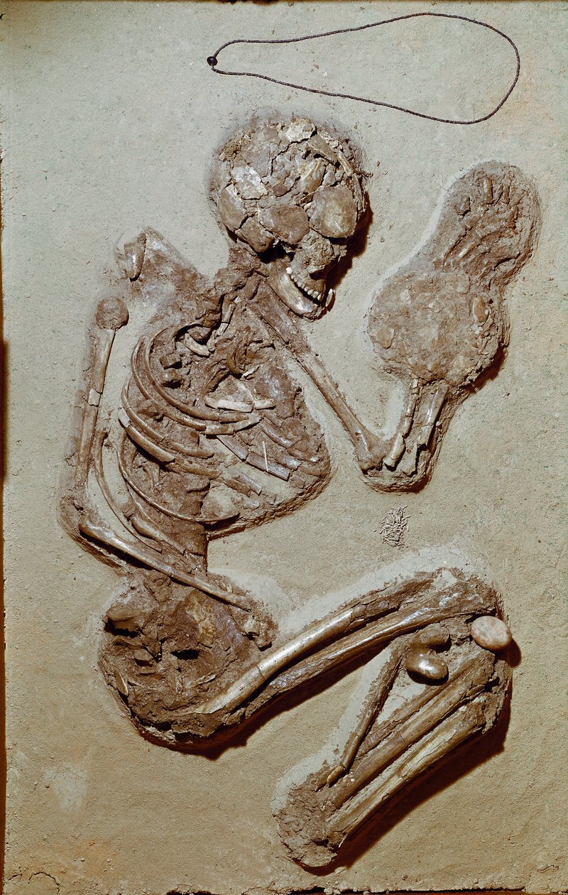 Prehistoria: żeński szkielet pochodzący z górnego neolitu. Kultura Chiozzy. 2900-2700 pne. Reggio Emilia, Muzea Miejskie, Muzeum Chierici, Włochy autorstwa Prehistoric Prehistoric