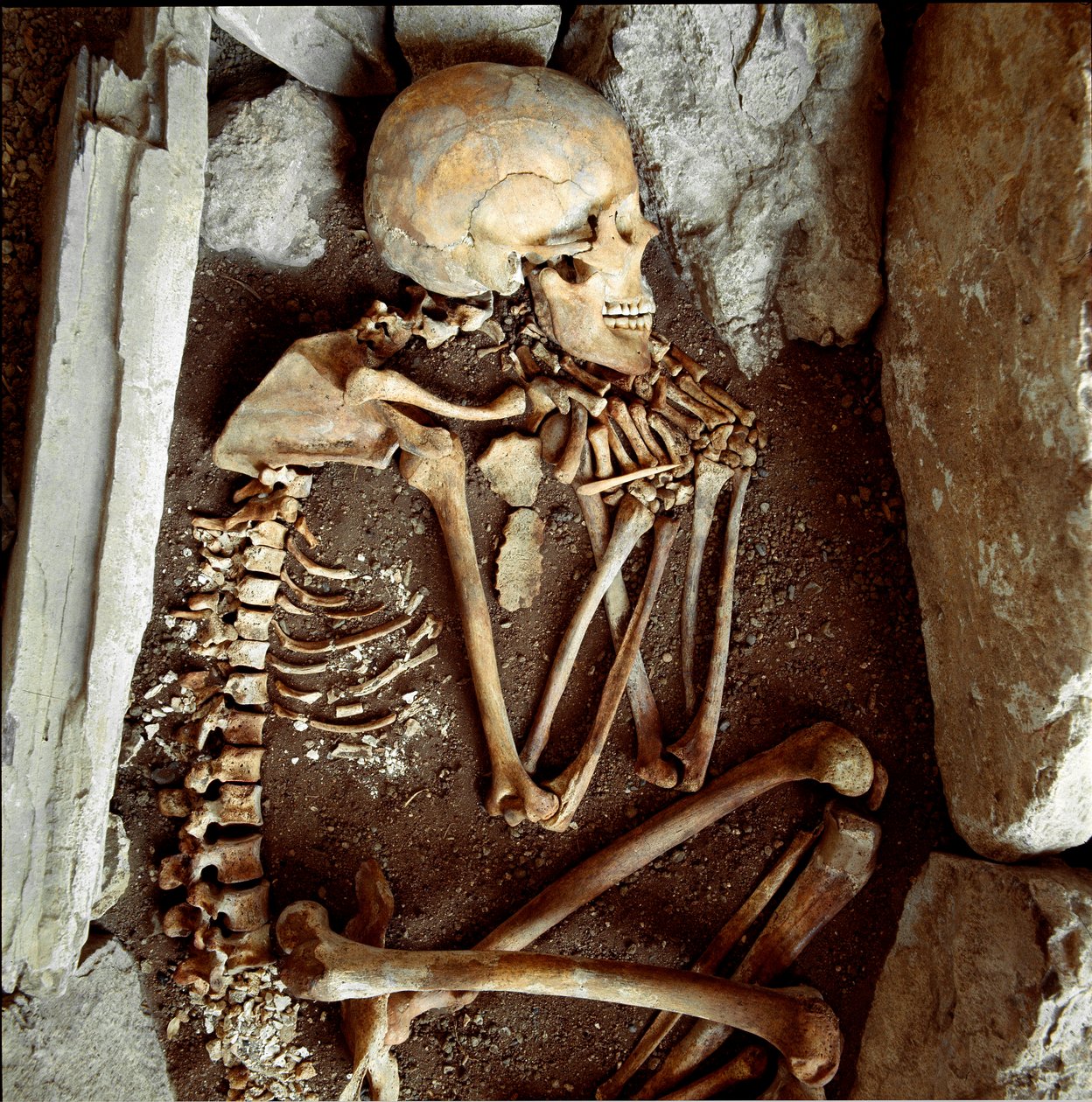 Prehistoria: kobiecy szkielet z jaskini Kandyda Areny (Finale Ligure). Epoka kamienia łupanego, neolit. Geny, Museo di archeologia Ligure autorstwa Prehistoric Prehistoric