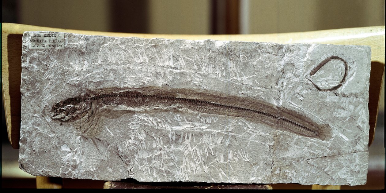 Prehistoria: skamieniałość ryby Eomirus Formosissimus ze stanowiska góry Bolca (Włochy). Okres eocenu. Miejskie Muzeum Historii Naturalnej, Mediolan autorstwa Prehistoric Prehistoric