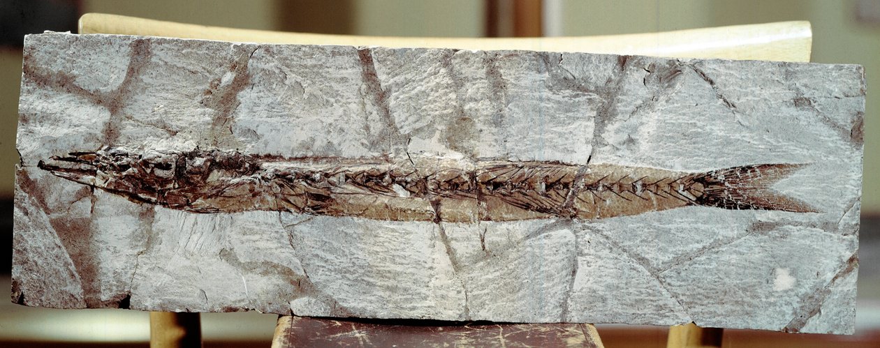 Prehistoria: skamieniałość ryby Sphyraena Bolcensis ze stanowiska góry Bolca (Włochy). Okres eocenu. Miejskie Muzeum Historii Naturalnej, Mediolan autorstwa Prehistoric Prehistoric