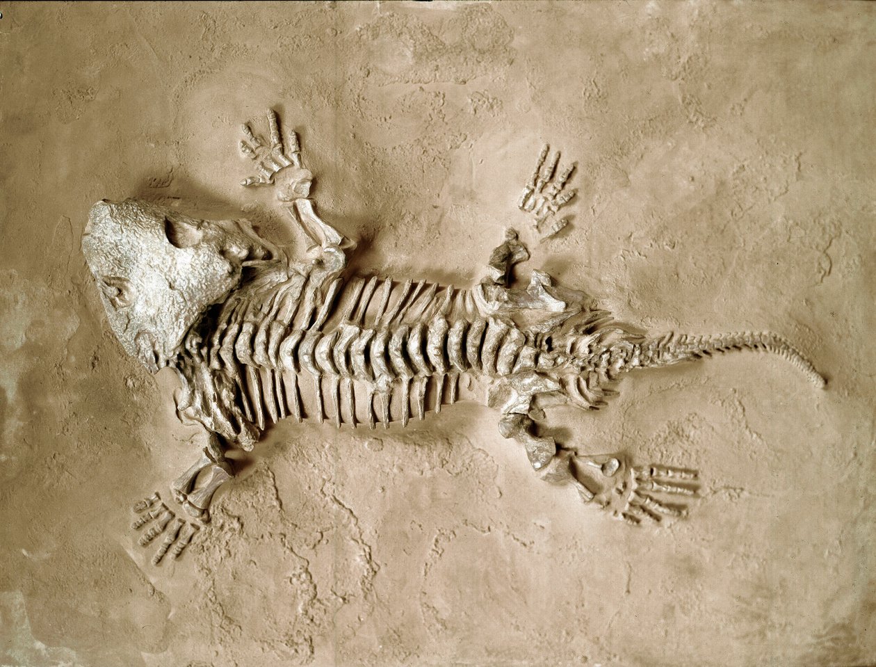 Prehistoria: skamieniałości płazów Seymouria Biolorensis z Teksasu w Stanach Zjednoczonych. Okres permu. Miejskie Muzeum Historii Naturalnej, Mediolan autorstwa Prehistoric Prehistoric