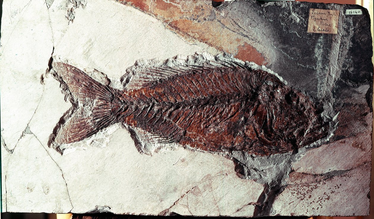 Prehistoria: skamielina ryby Sparnodus Elongatus ze stanowiska Mount Bolca (Włochy). Okres eocenu. Museo civico di storia naturale, Mediolan autorstwa Prehistoric Prehistoric
