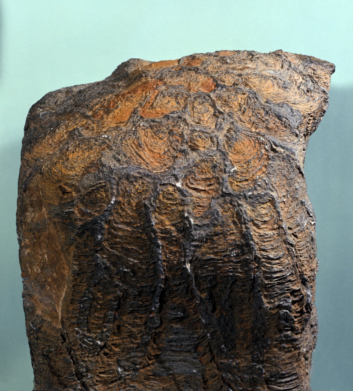Prehistoria: skamielina stromatolitu (lub stromatolitu), skała morska, epoka archeozoiczna. znaleziony w Mauretanii. autorstwa Prehistoric Prehistoric