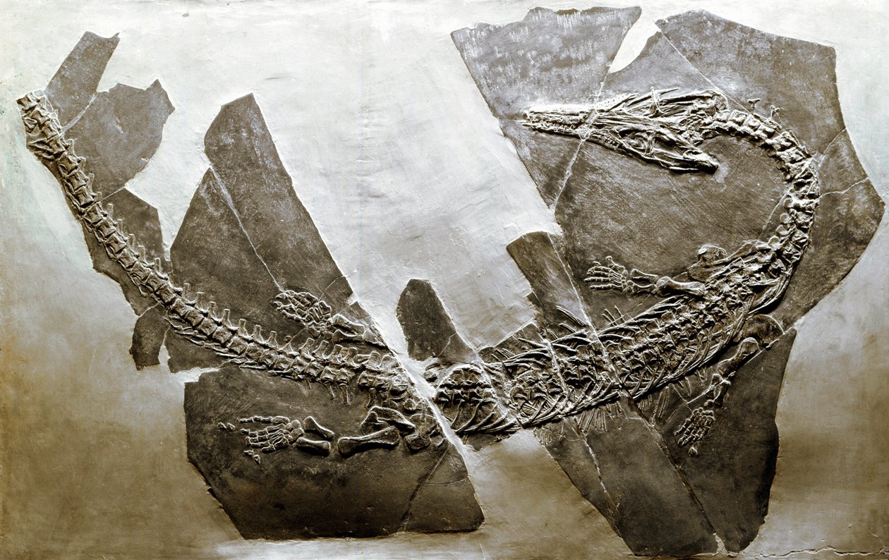 Prehistoria: skamielina wodnego gada Askeptosaurus italicus z Besano (Włochy). Okres triasu środkowego. Museo civico di storia naturale, Mediolan autorstwa Prehistoric Prehistoric