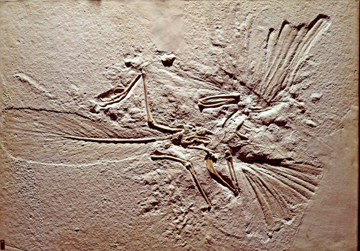 Prehistoria: skamielina ptaka Archaeopteryx (archeopteryx) Litografia ze stanowiska Solnhofen (Niemcy). Najwyższy Jurajski. Museo civico di storia naturale, Mediolan autorstwa Prehistoric Prehistoric