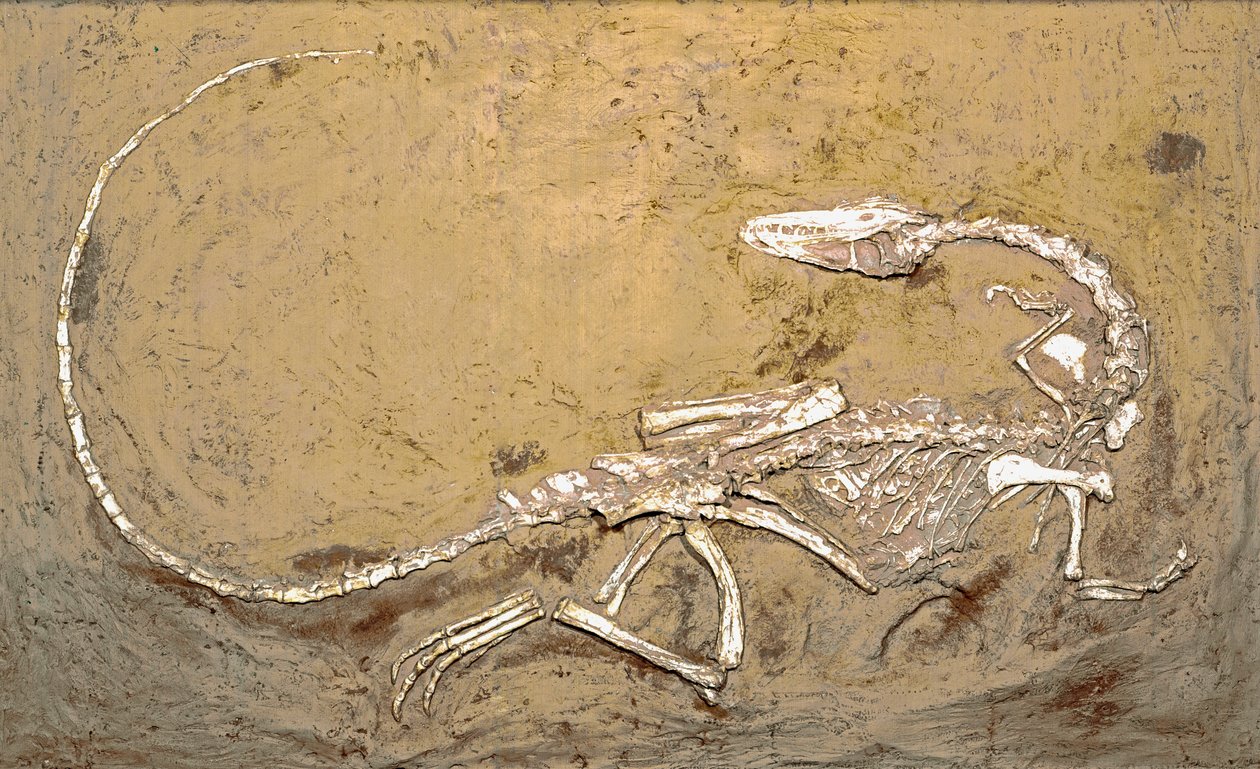 Prehistoria: skamielina dinozaura Celofiza. Okres triasu górnego. Museo civico di storia naturale, Mediolan autorstwa Prehistoric Prehistoric
