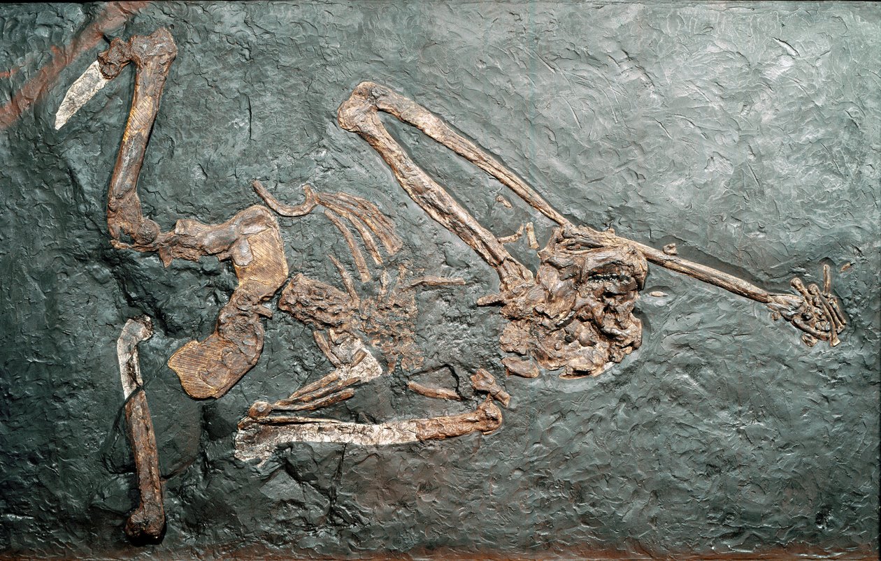 Prehistoria: skamielina wielkiego Oreopiteka naczelnego (Oreopithecus bambolii) z góry Bamboli (Grosseto). Epoka miocenu. Miejskie Muzeum Historii Naturalnej, Mediolan autorstwa Prehistoric Prehistoric