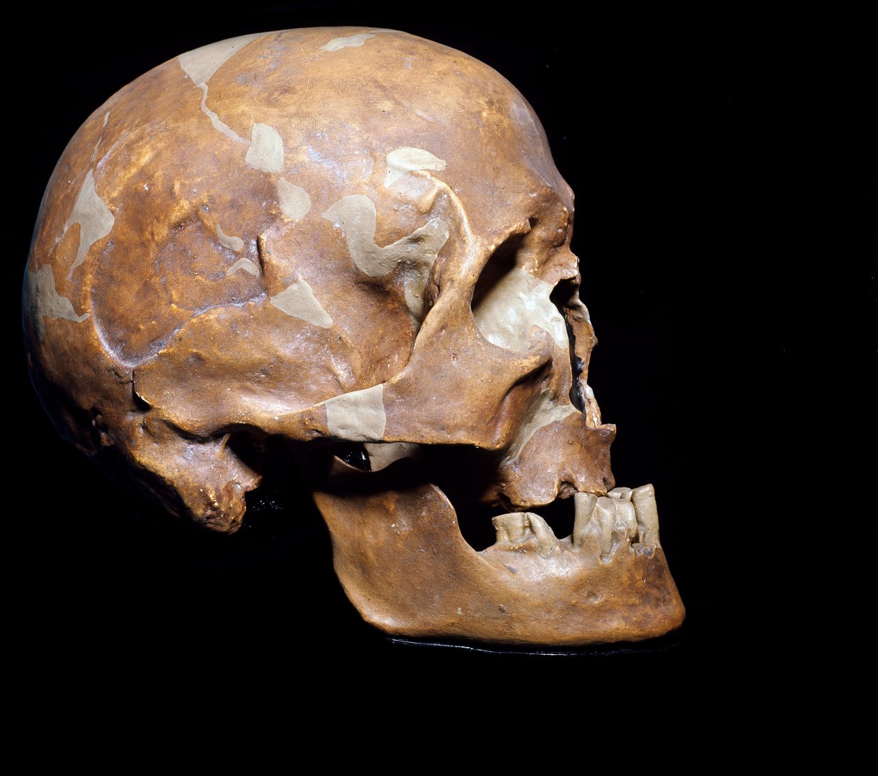Prehistoria: skamieniała czaszka Homo sapiens (człowiek z Cro-magnon lub Cro-magnon lub Cromagnon) z Chancelade (Dordogne). Kultura magdaleńskiego, górnego paleolitu. 15 000 p.n.e. Miejskie Muzeum Historii Naturalnej, Mediolan - Prehistoria: skamieniały Ho autorstwa Prehistoric Prehistoric