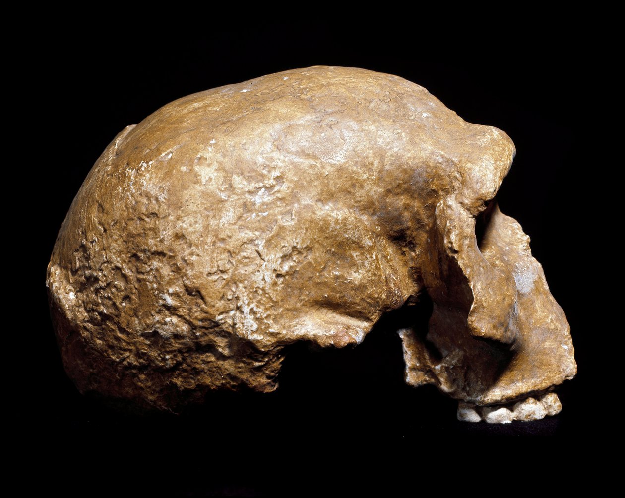 Prehistoria: skamieniała czaszka Homo sapiens preneandertalczyka (Homo steinheimensis lub Homo heidelbergensis) znaleziona w Steinheim an der Murr (Niemcy) w 1933 r. Dolny paleolit. Wiek od 350 000 do 250 000 lat. Museo Civico di Storia Naturale, Mediolan  autorstwa Prehistoric Prehistoric