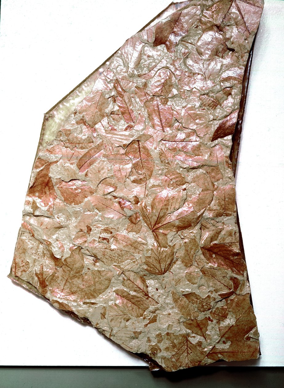 Prehistoria: skamieniałe liście z Piemontu (Włochy). Okres dolnego czwartorzędu. Museo civico di storia naturale, Mediolan autorstwa Prehistoric Prehistoric
