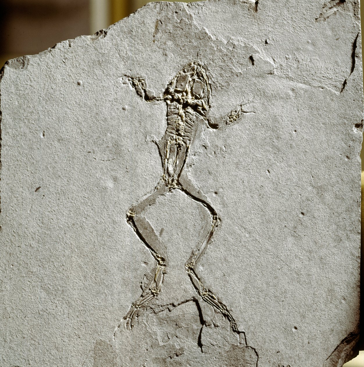 Prehistoria: skamielina żaby ze stanowiska Pueyoi da Tervel w Hiszpanii. Epoka miocenu. Miejskie Muzeum Historii Naturalnej, Mediolan autorstwa Prehistoric Prehistoric
