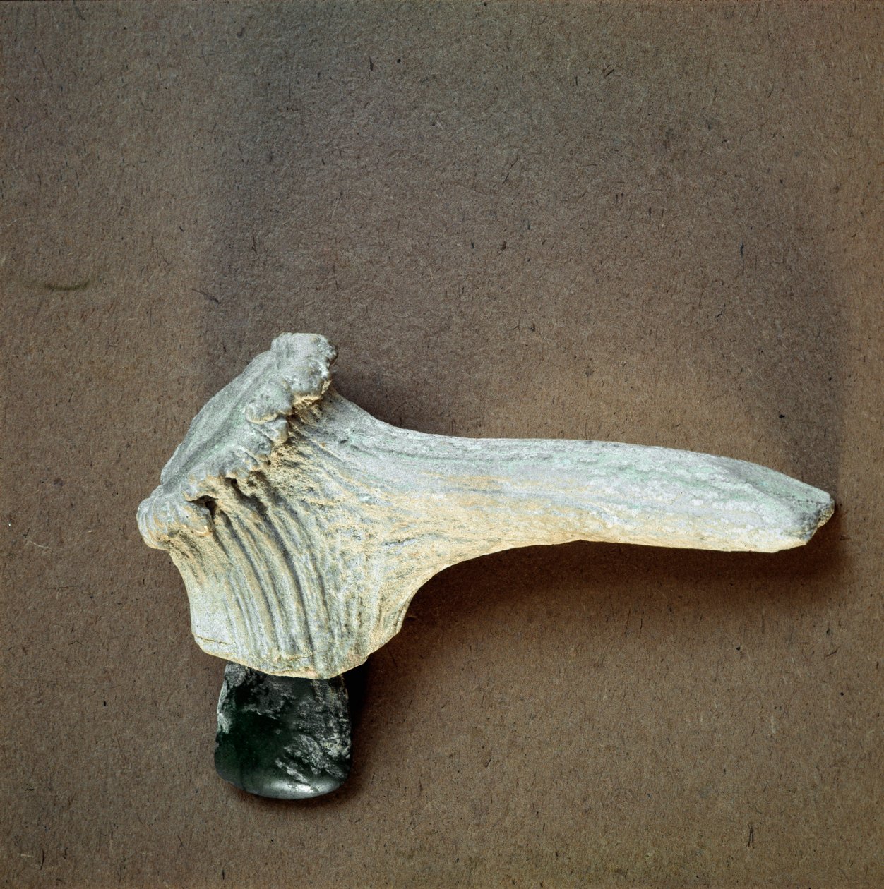 Prehistoria: topór z zielonego kamienia z rękojeścią z jelenia z jaskini Pollera (Finale Ligure), Liguria. Środkowy neolit, epoka kamienia. Geny, museo di archeologia ligure autorstwa Prehistoric Prehistoric