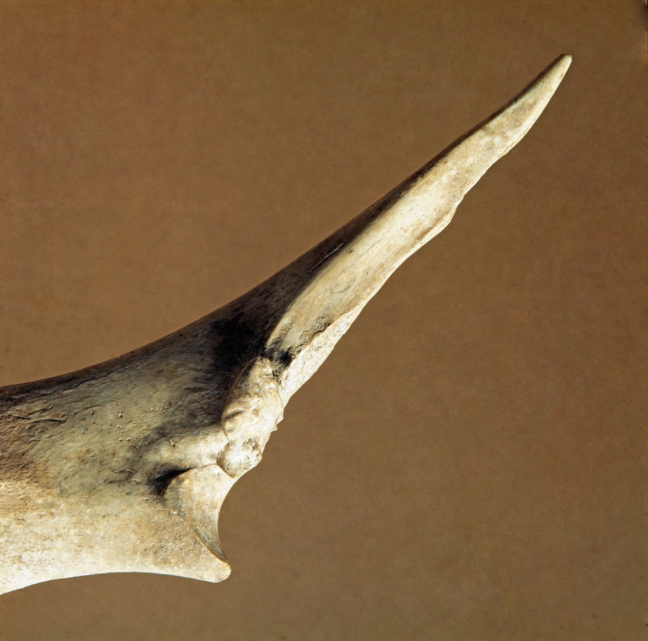 Prehistoria: nóż z wołowiny łokciowej z Nekropoli Arene Candide (Finale Liguria), Liguria. Niższy neolit, wiek Piotra. Geny, museo di archeologia ligure autorstwa Prehistoric Prehistoric