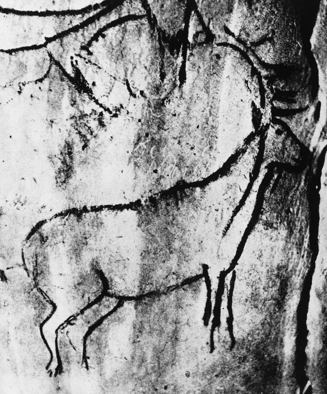 Prehistoria: przedstawienie jelenia w jaskini Niaux w Ariège - fotografia. autorstwa Prehistoric Prehistoric