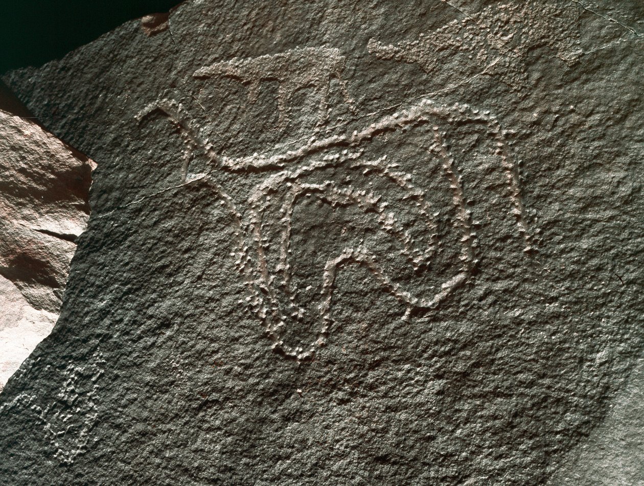Prehistoria, sztuka naskalna: poważna skała przedstawiająca bydło. Styl Taziny. Epoka kamienia 5000-2000 p.n.e. Taghit, Haut plateau du Hoggar (Ahaggar), Algieria autorstwa Prehistoric Prehistoric