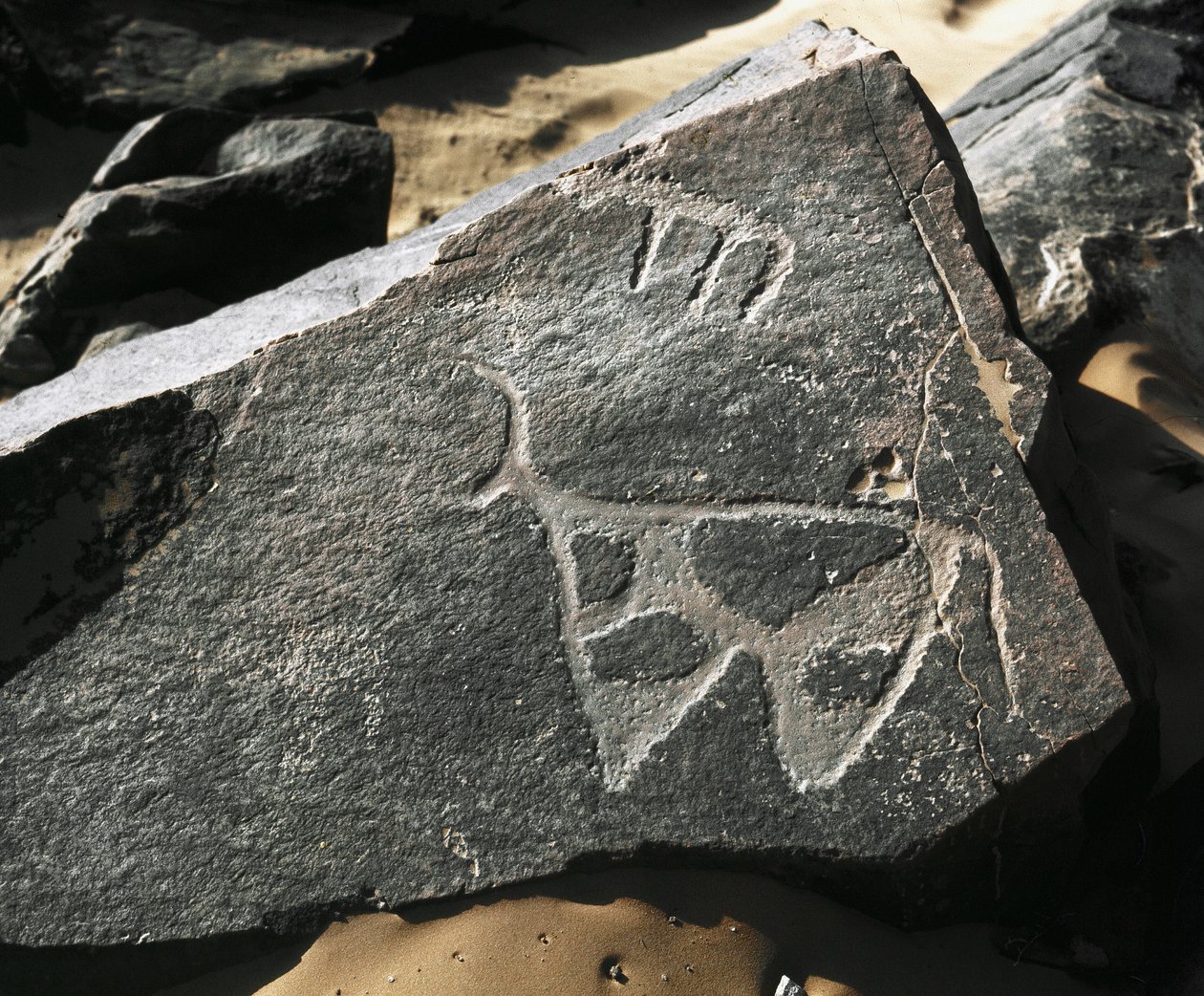 Prehistoria, sztuka naskalna: poważna skała przedstawiająca bydło. Styl Taziny. Epoka kamienia 5000-2000 p.n.e. Taghit, Haut plateau du Hoggar (Ahaggar), Algieria autorstwa Prehistoric Prehistoric