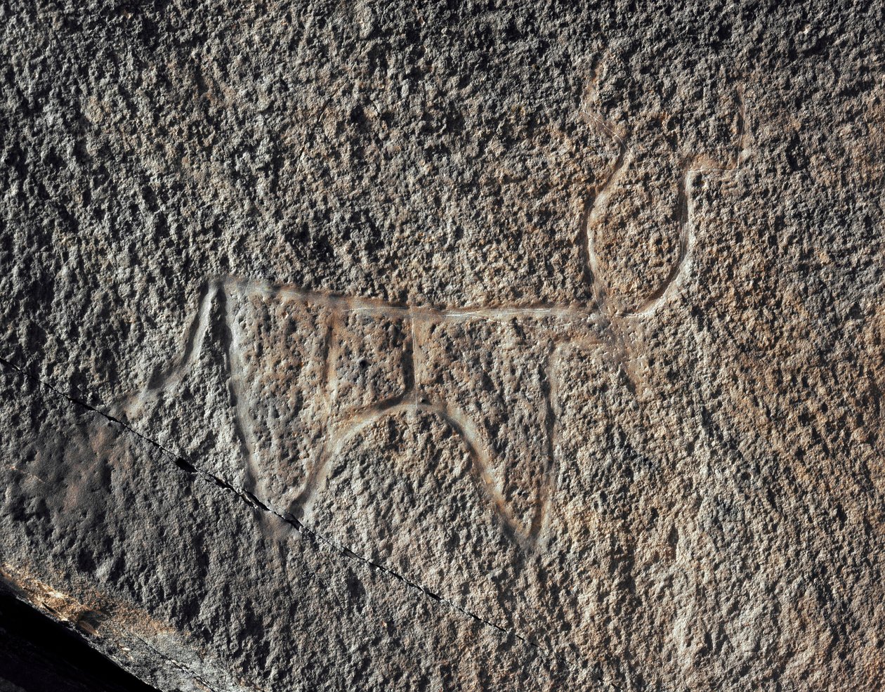 Prehistoria, sztuka naskalna: poważna skała przedstawiająca bydło. Styl Taziny. Epoka kamienia 5000-2000 p.n.e. Taghit, Haut plateau du Hoggar (Ahaggar), Algieria autorstwa Prehistoric Prehistoric