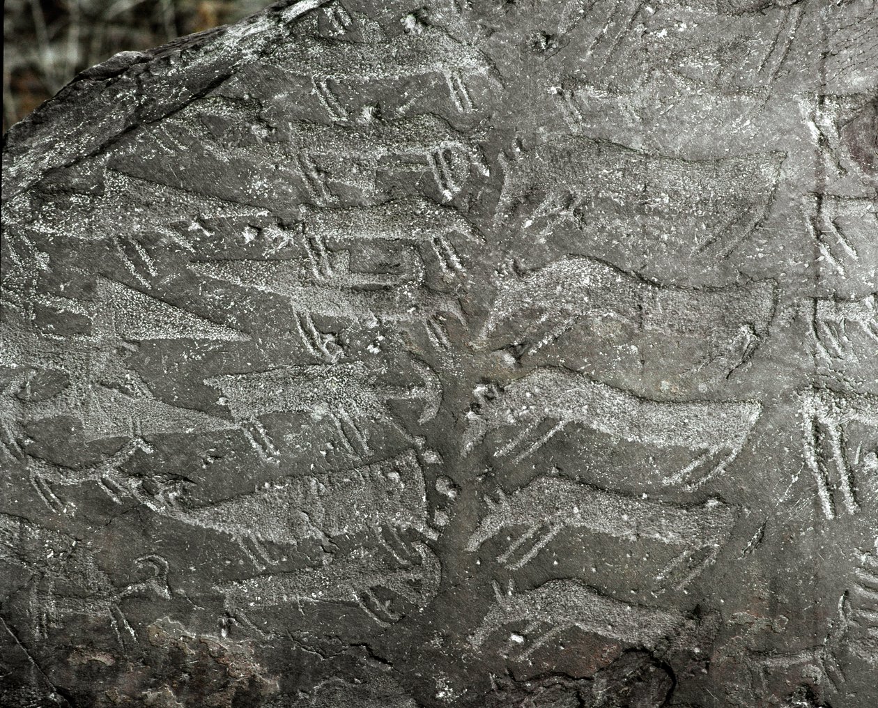 Prehistoria, sztuka naskalna: nagrobek przedstawiający sztylety, woły. Wiek miedzi. Okres eneolityczny (chalkolit). Roche nr. 1. Cemmo (Brescia) Narodowy Park Archeologiczny Głazów Cemmo, Włochy autorstwa Prehistoric Prehistoric