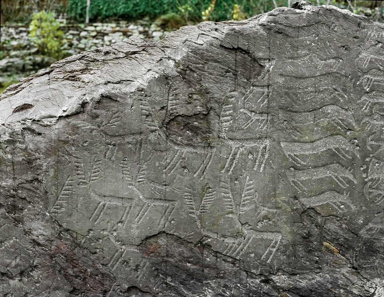 Prehistoria, sztuka naskalna: nagrobek przedstawiający jelenie, bydło. Wiek miedzi. Okres eneolityczny (chalkolit). Roche nr. 1. Cemmo (Brescia) Narodowy Park Archeologiczny Głazów Cemmo, Włochy autorstwa Prehistoric Prehistoric