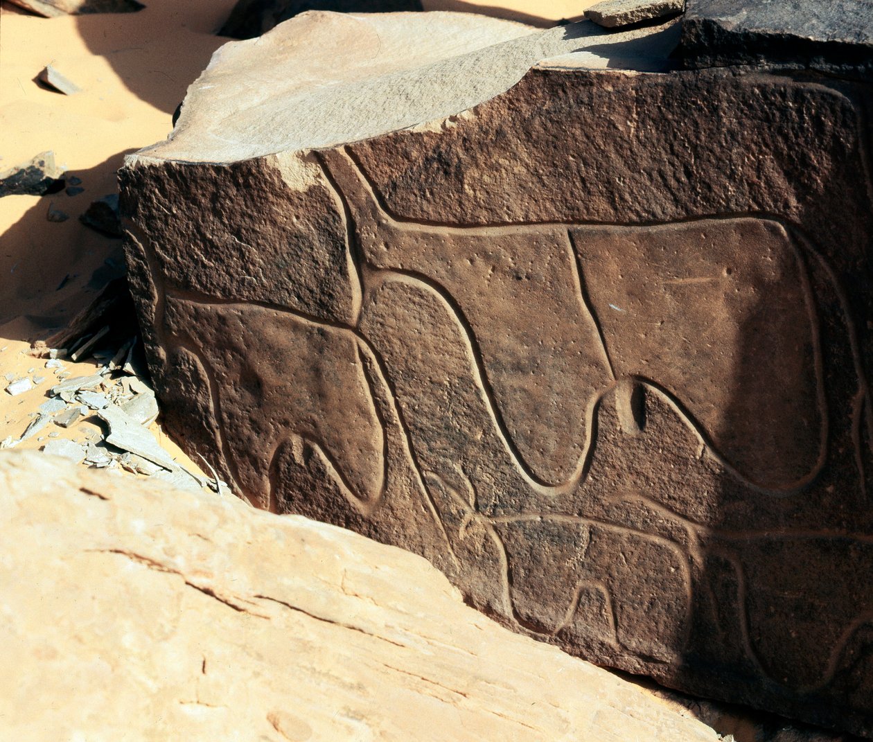 Prehistoria, sztuka naskalna: nagrobek przedstawiający bydło. Styl Taziny. Epoka kamienia 5000-2000 p.n.e. Taghit, Haut plateau du Hoggar (Ahaggar), Algieria autorstwa Prehistoric Prehistoric