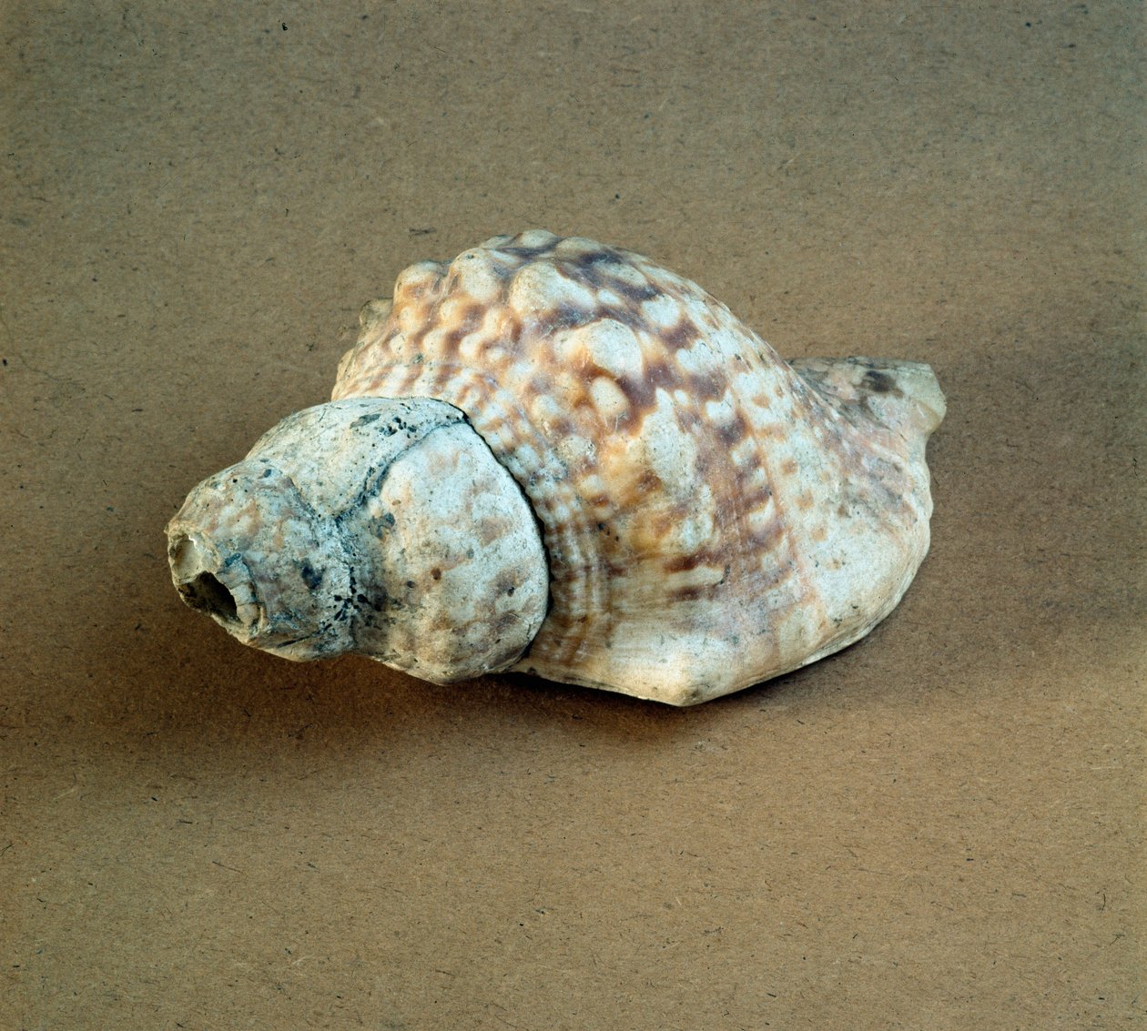 Prehistoria: przebita muszla Triton nodifer, używana jako gwizdek z Nekropola Arene Candide (Finale Liguria), Liguria. Środkowy neolit, epoka kamienia. Geny, museo di archeologia ligure autorstwa Prehistoric Prehistoric