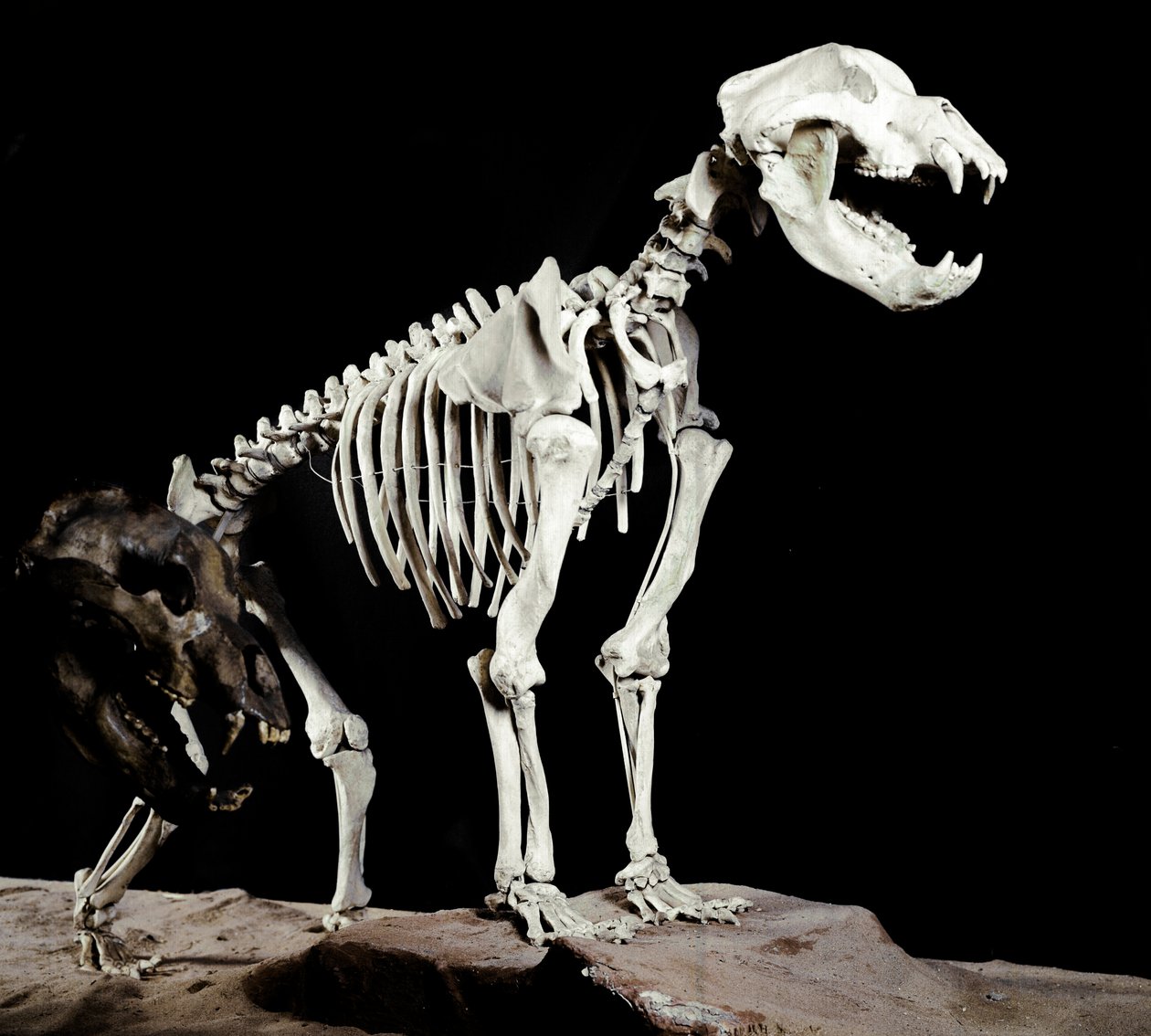 Prehistoria: szkielet niedźwiedzia jaskiniowego (Ursus spelaeus) z Jaskiń Bandytów do Roaschia we Włoszech. Okres plejstocenu. Miejskie Muzeum Historii Naturalnej, Mediolan autorstwa Prehistoric Prehistoric