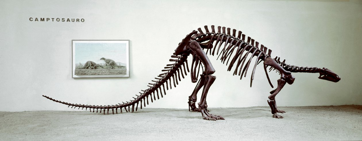Prehistoria: szkielet dinozaura kamptozaura (Camptosaurus Browni). Okres Wyższej Jury. Museo civico di storia naturale, Mediolan autorstwa Prehistoric Prehistoric