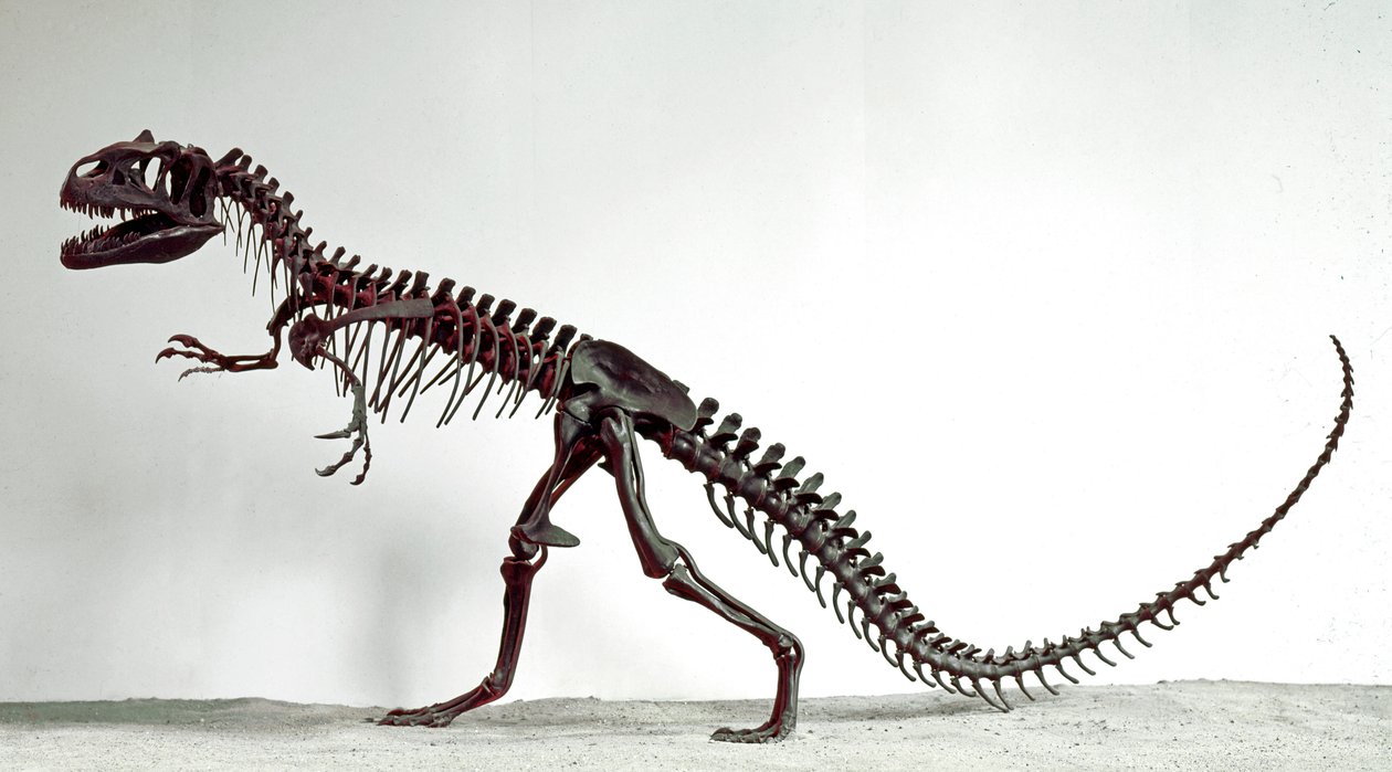 Prehistoria: szkielet dinozaura Allosaurus fragilis. Okres jury górnej. Miejskie Muzeum Historii Naturalnej, Mediolan autorstwa Prehistoric Prehistoric