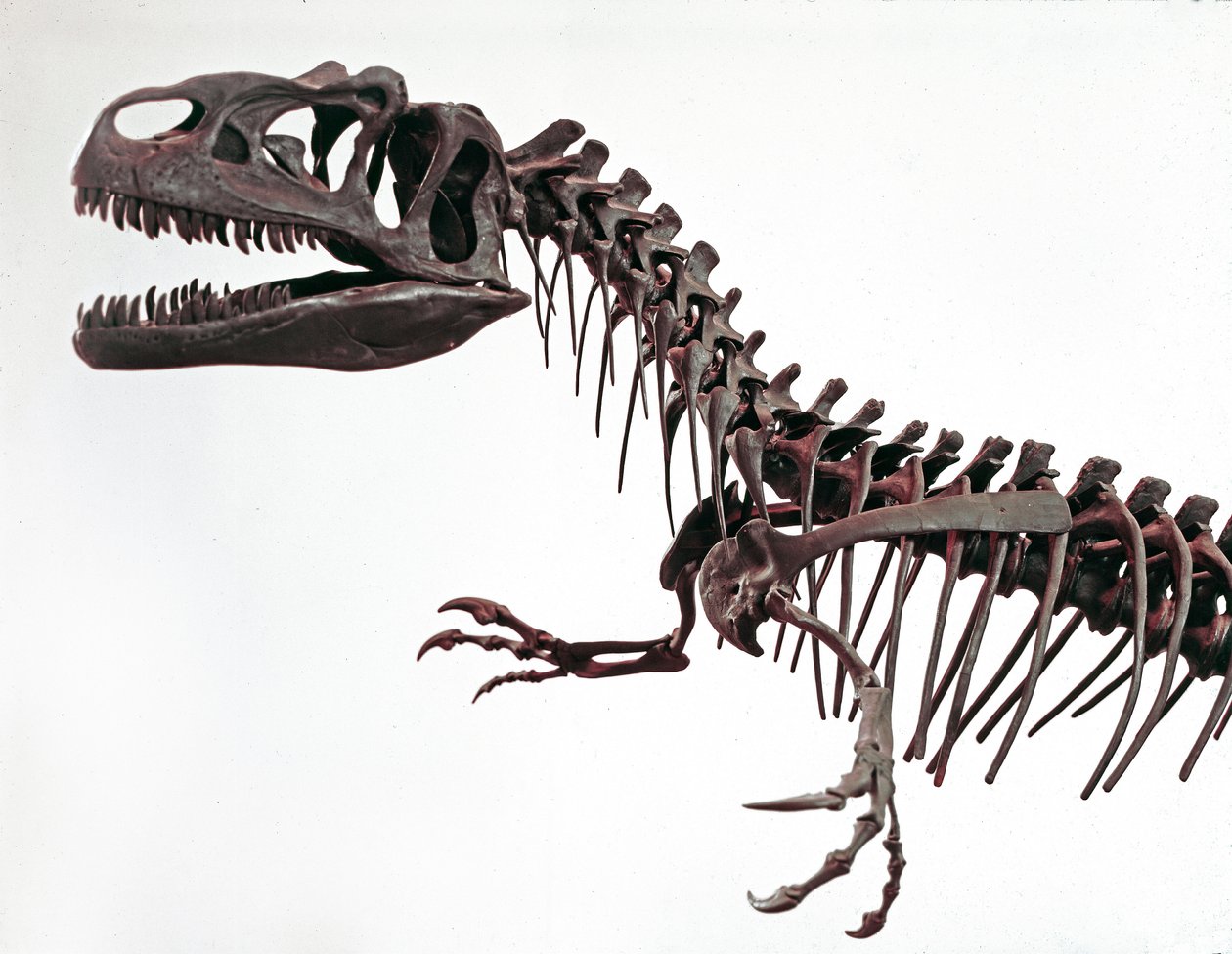 Prehistoria: szkielet dinozaura Allosaurus fragilis. Okres jury górnej. Miejskie Muzeum Historii Naturalnej, Mediolan autorstwa Prehistoric Prehistoric
