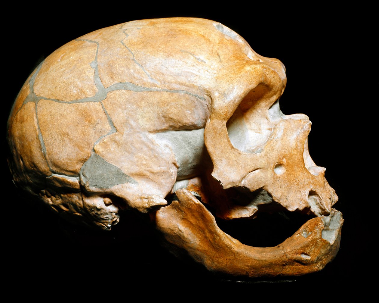 Prehistoria: czaszka Człowieka Kaplicy Świętych, człowiek neandertalczyk (neandertalczyk lub neandertalczyk: Homo sapiens), paleolit. Ponowne połączenie w Correze w 1908. Museum Civico di Storia Naturale, Mediolan - Prehistoria: Ludzka czaszka z la autorstwa Prehistoric Prehistoric