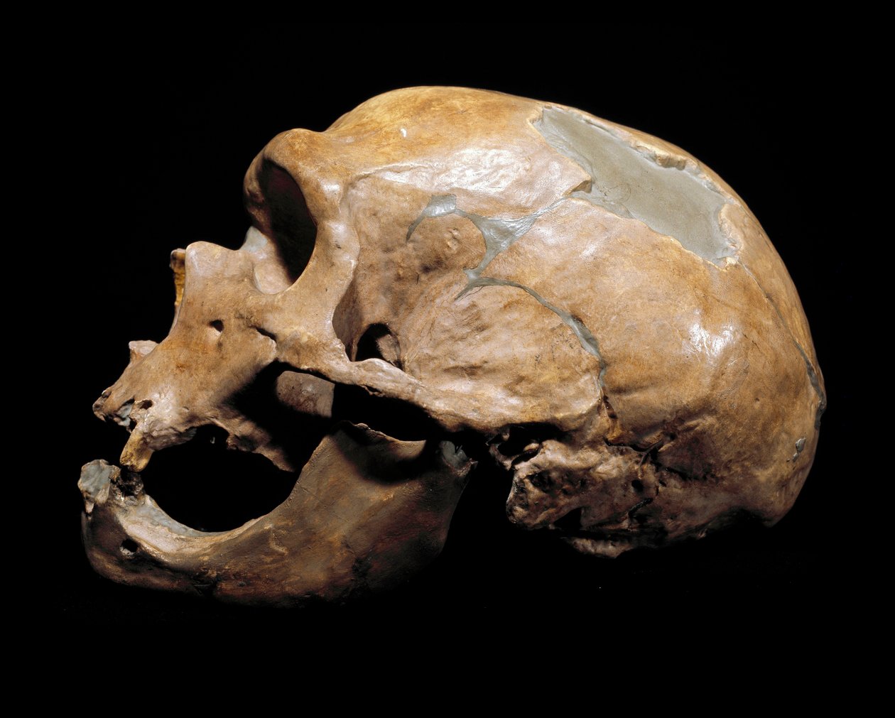 Prehistoria: czaszka Człowieka Kaplicy Świętych, człowiek neandertalczyk (neandertalczyk lub neandertalczyk: Homo sapiens), paleolit. Ponowne połączenie w Correze w 1908. Museum Civico di Storia Naturale, Mediolan - Prehistoria: Ludzka czaszka z la autorstwa Prehistoric Prehistoric