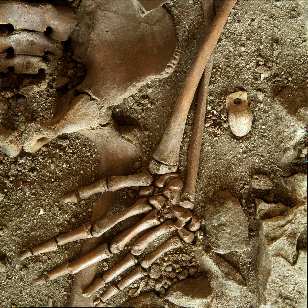 Prehistoria: nastoletni grób. Szczegółowy widok pogrzebowej trousseau z jaskini Candid Arene (Finale Ligure), Liguria. Górny paleolit, 24000 pne. Geny, museo di archeologia ligure autorstwa Prehistoric Prehistoric