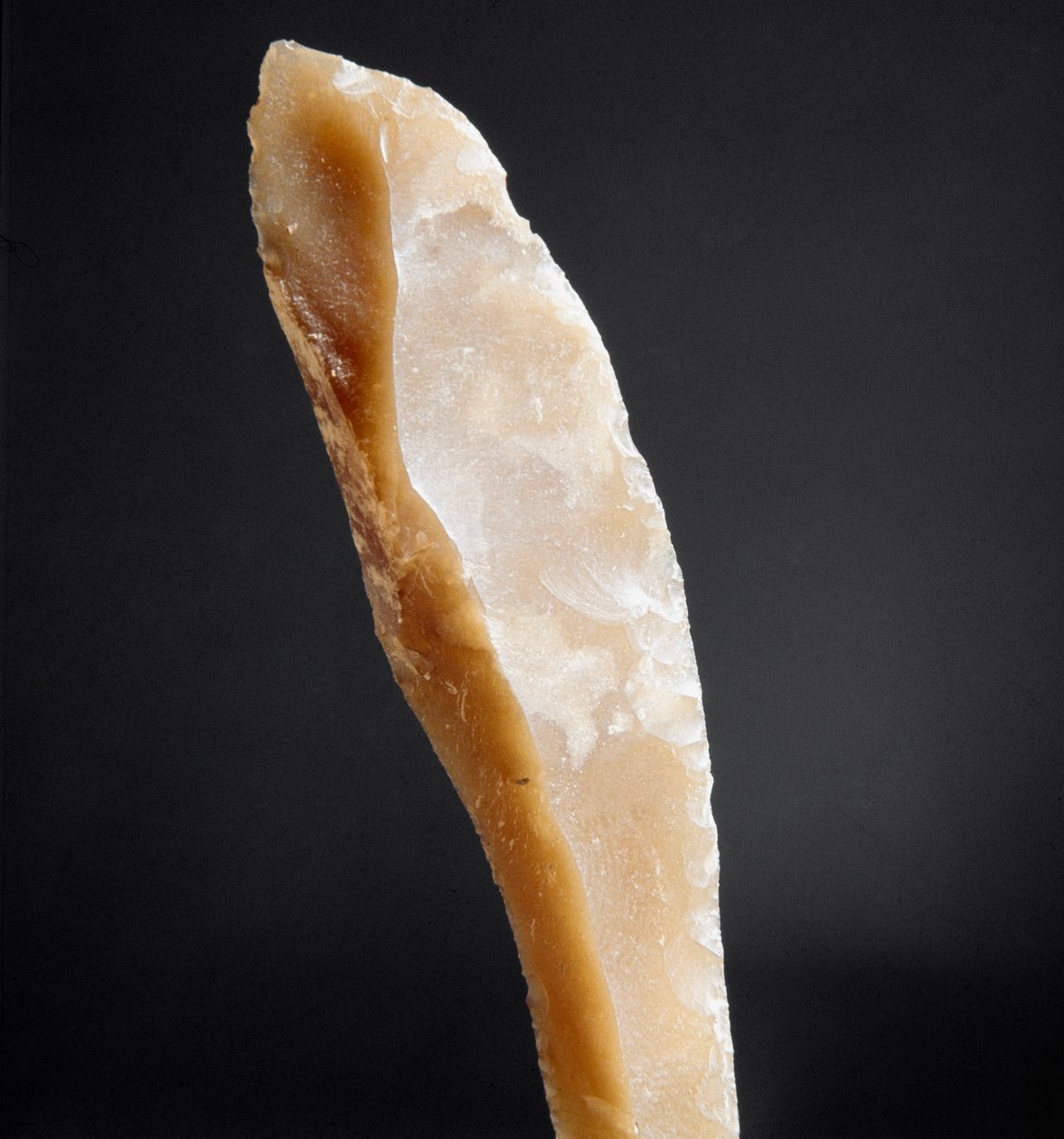Prehistoria: czubek krzemienia z Nekropoli Arene Candide (Finale Liguria), Liguria. Górny paleolit, epoka kamienia. Geny, museo di archeologia ligure autorstwa Prehistoric Prehistoric