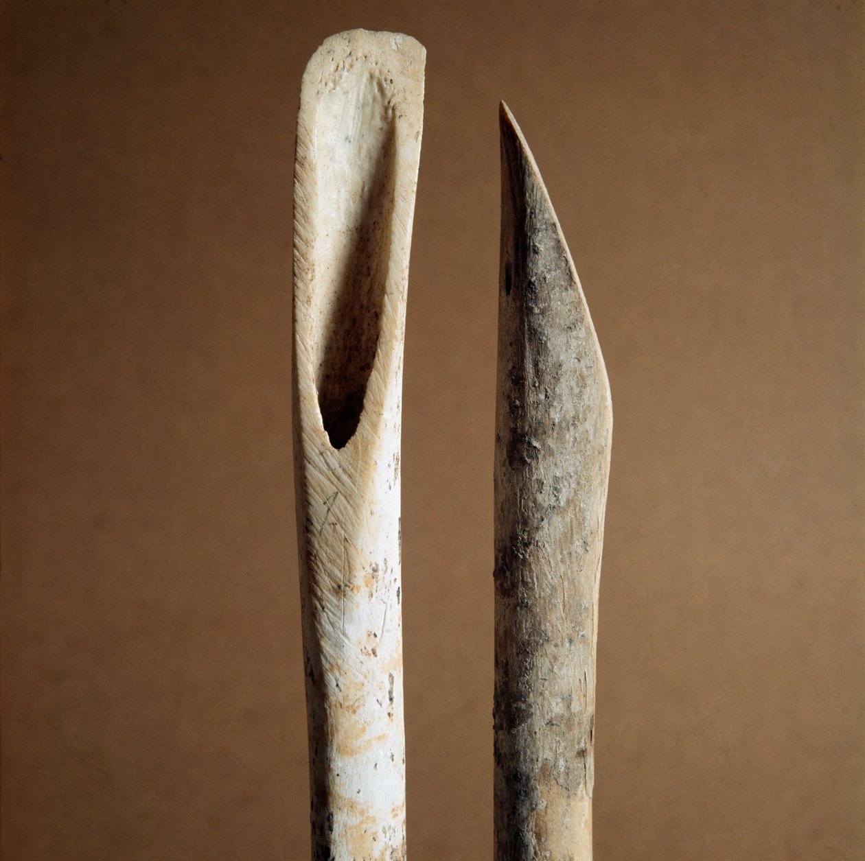 Prehistoria: narzędzia do usuwania kory z kości goleni kóz i owiec z Nekropoli Arene Candide (Finale Liguria), Liguria. Środkowy neolit, epoka kamienia. Geny, museo di archeologia ligure autorstwa Prehistoric Prehistoric